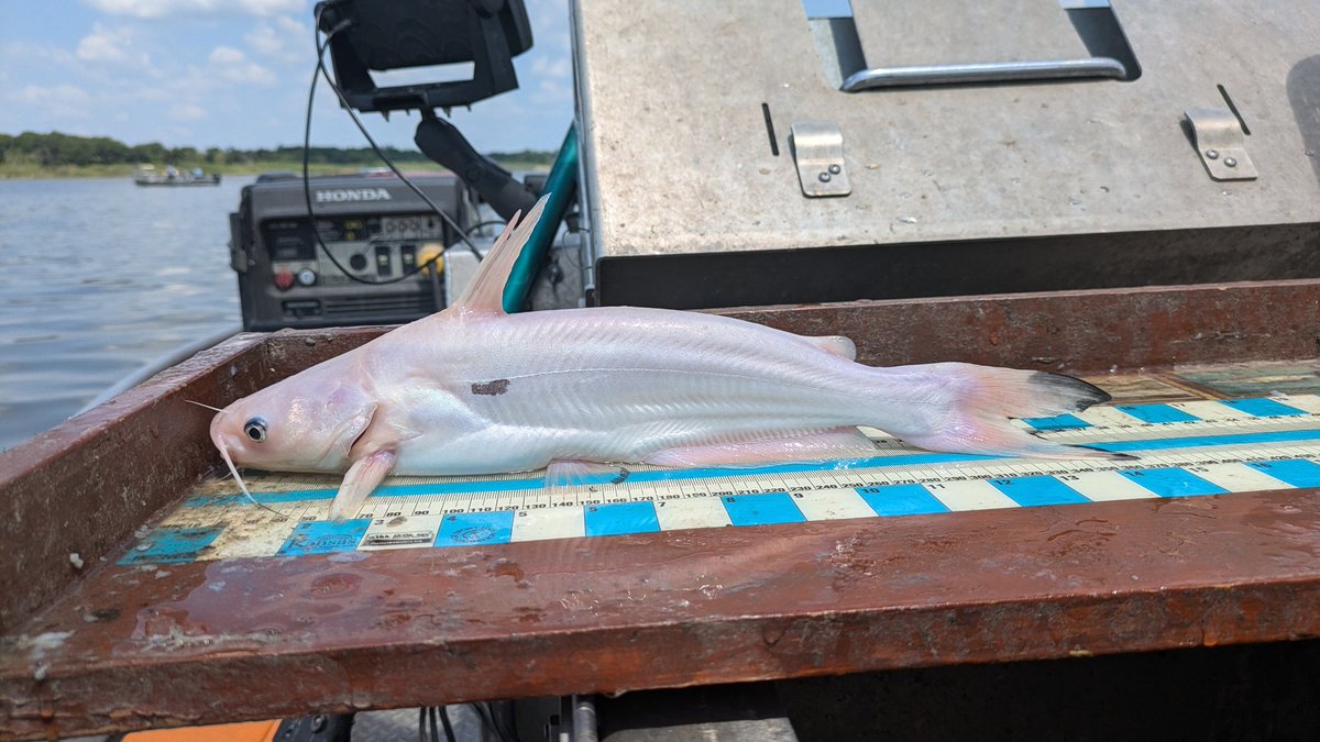 Ben Neely tweet media