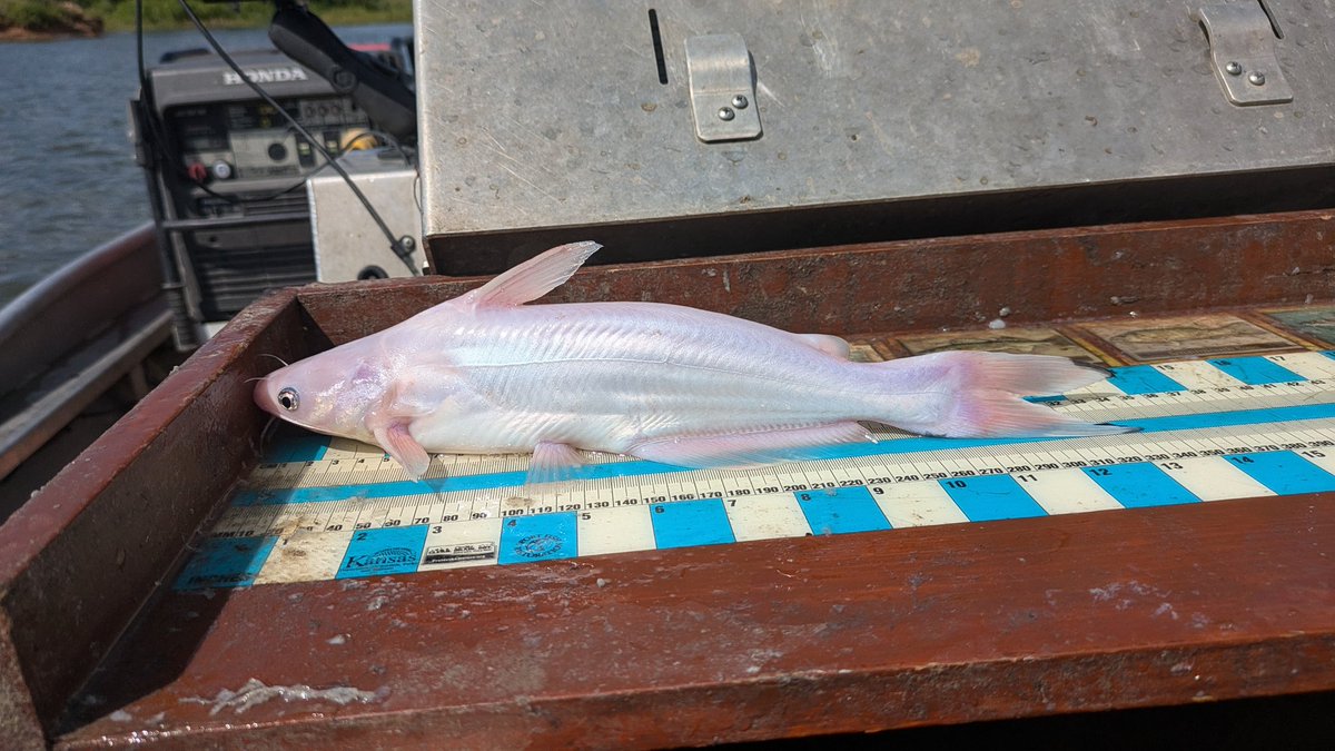 Ben Neely tweet media