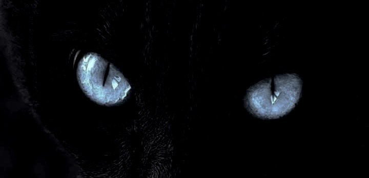llilo_10's tweet photo. Black cats with blue eyes https://t.co/sTkfmKN7aV