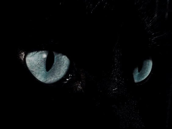 llilo_10's tweet photo. Black cats with blue eyes https://t.co/sTkfmKN7aV