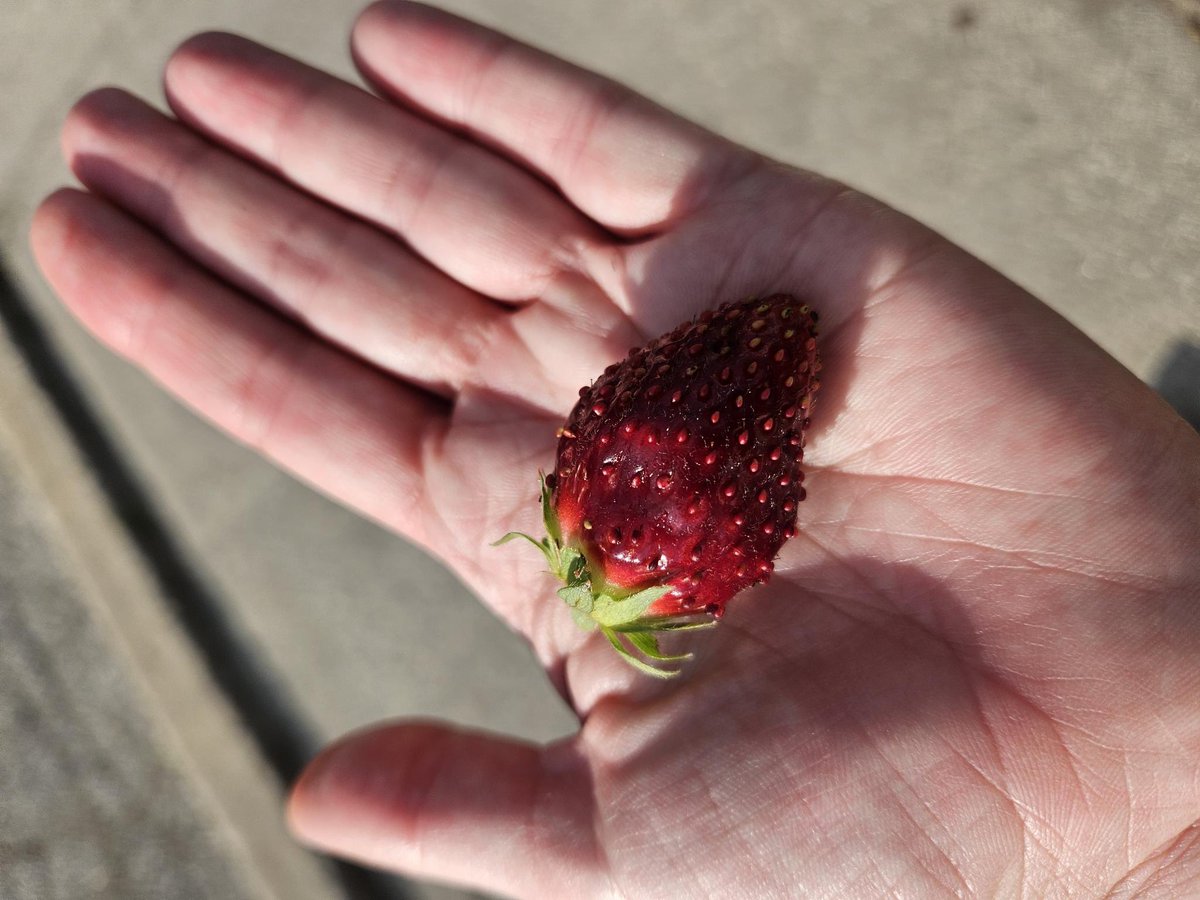 Sketerbug18's tweet photo. @_mrsleonardo_ The strawberries the class planted have fruit! https://t.co/R74U4rsQJo