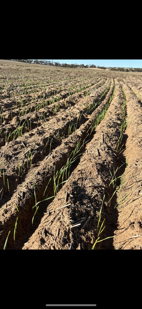 Maxsil salt trial looking promising early. Never had anything germinate on these soaks.  Far side of Ute for reference