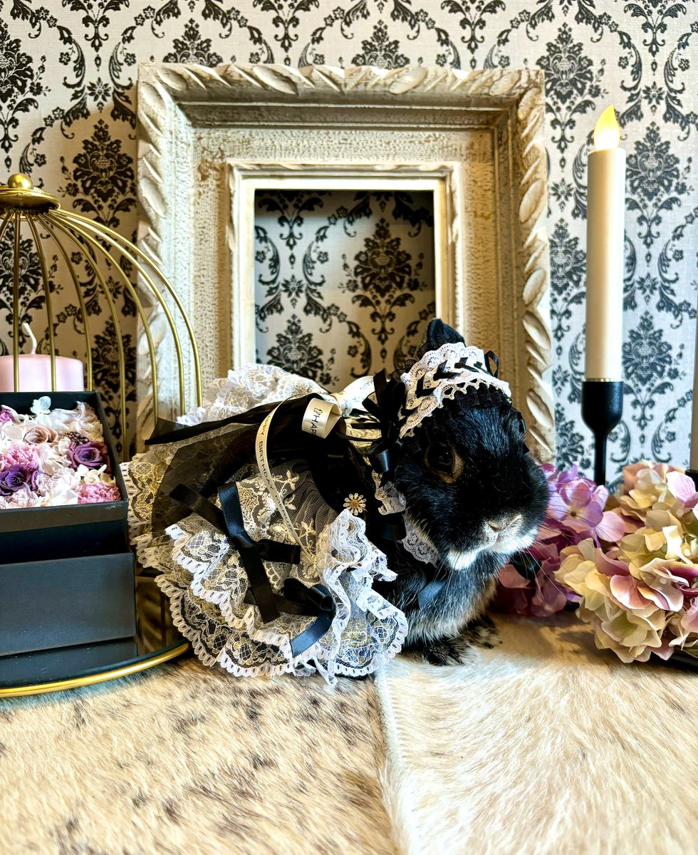 meru44495458's tweet photo. 7月10日✨️メル4歳の誕生日🎂
まだまだおてんば、わがまま娘です！
元気に5歳の素敵なレディになってね😊 https://t.co/FyD3AVQsVq