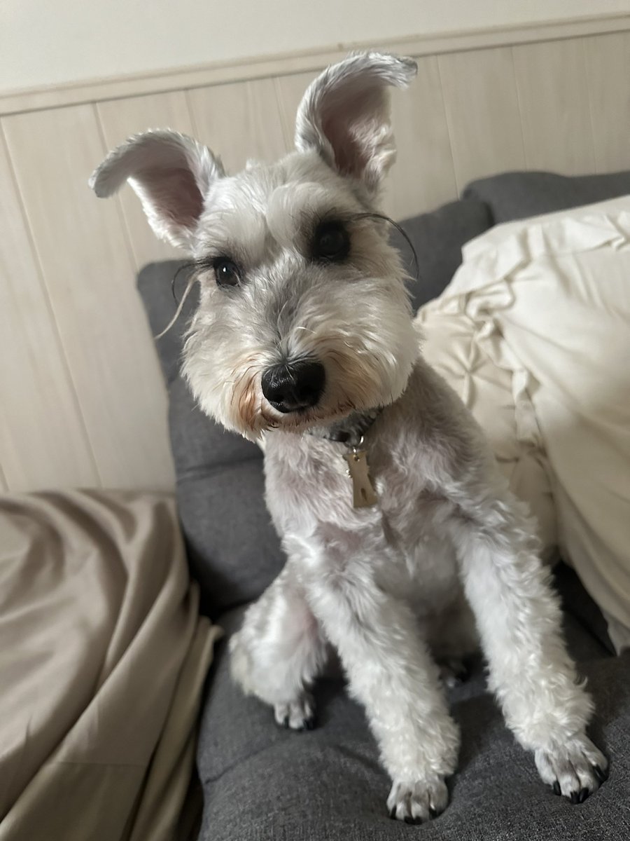 おはようございマッシュ🐶🍄

寝起きすぐに病院へ行って診察してもらいましたが恐らくワクチンの影響ではないかとゆー事でした💉
顕微鏡にかけてもらって黒い毛の所は新しく生えてきた毛みたいです！
内蔵の病的なものではなさそうで安心しましたが経過観察はしていきます🧐✨

とりあえず良かった🥹💓