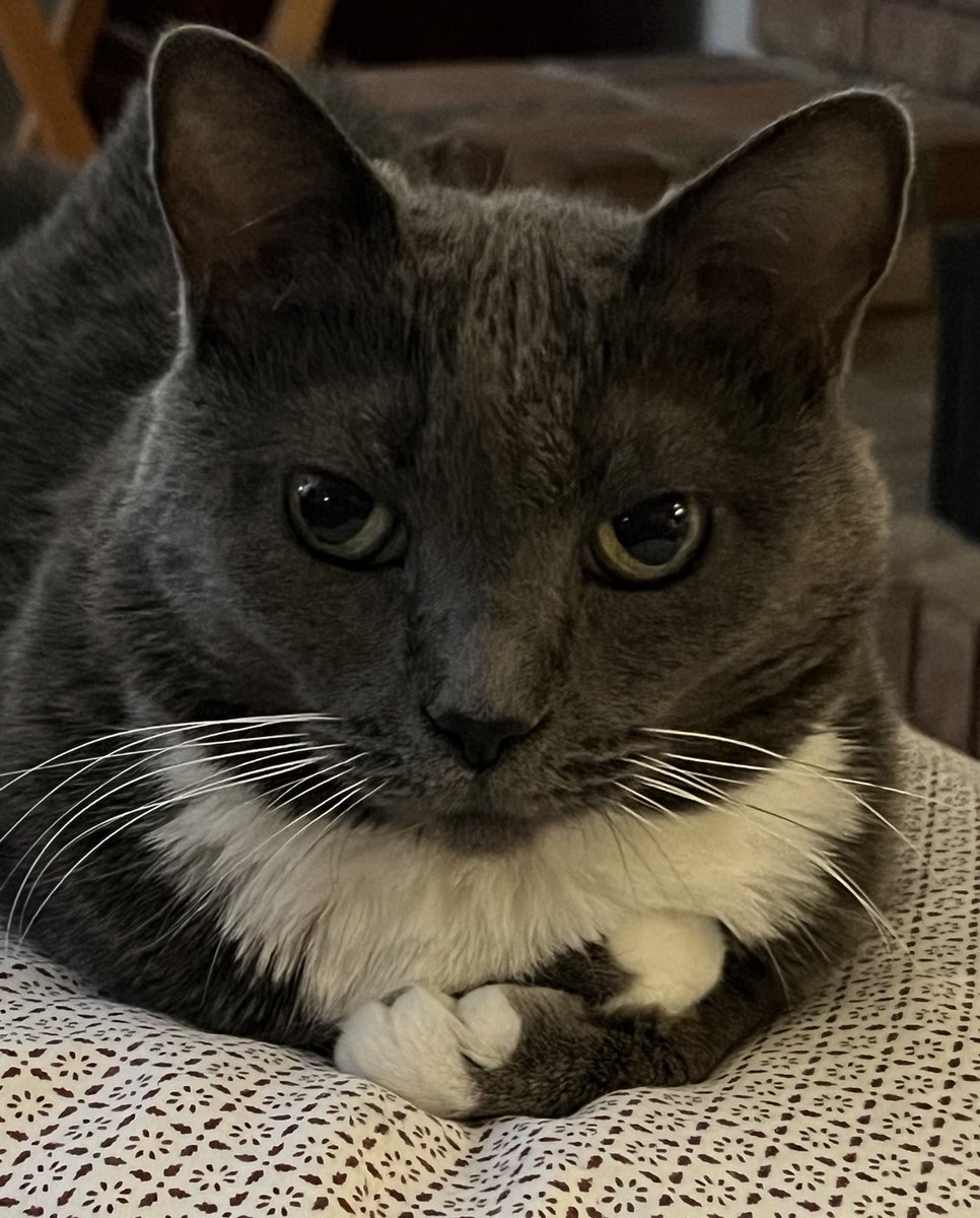 naturehike21's tweet image. I’m Molly and I’m #RidingWithBidenHarris. 🐾💙🇺🇸🐾 
#WeBackBidenHarris2024 
#PetsForBiden