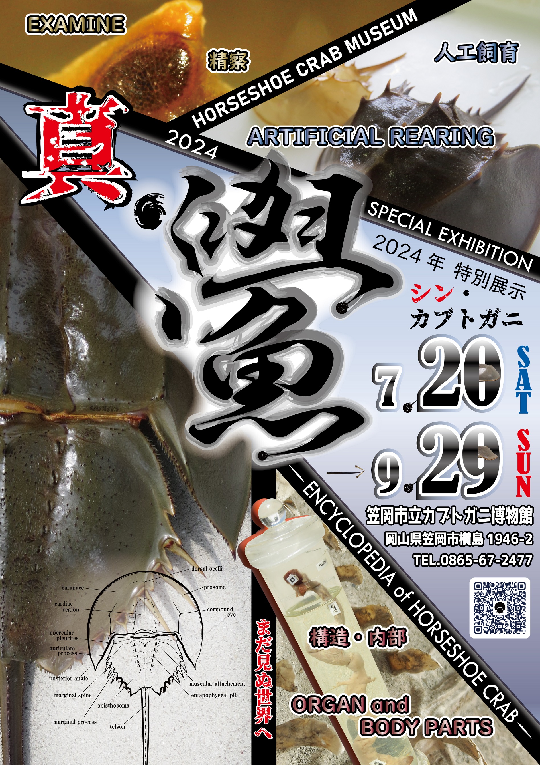 カブトガニの殻 剥製 - 軽井沢 ジャムこばやし