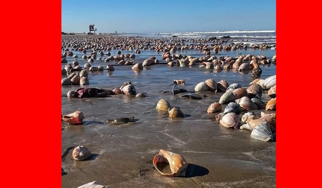 Conchas tomam conta da areia no litoral sul do RS dlvr.it/T9Njb3