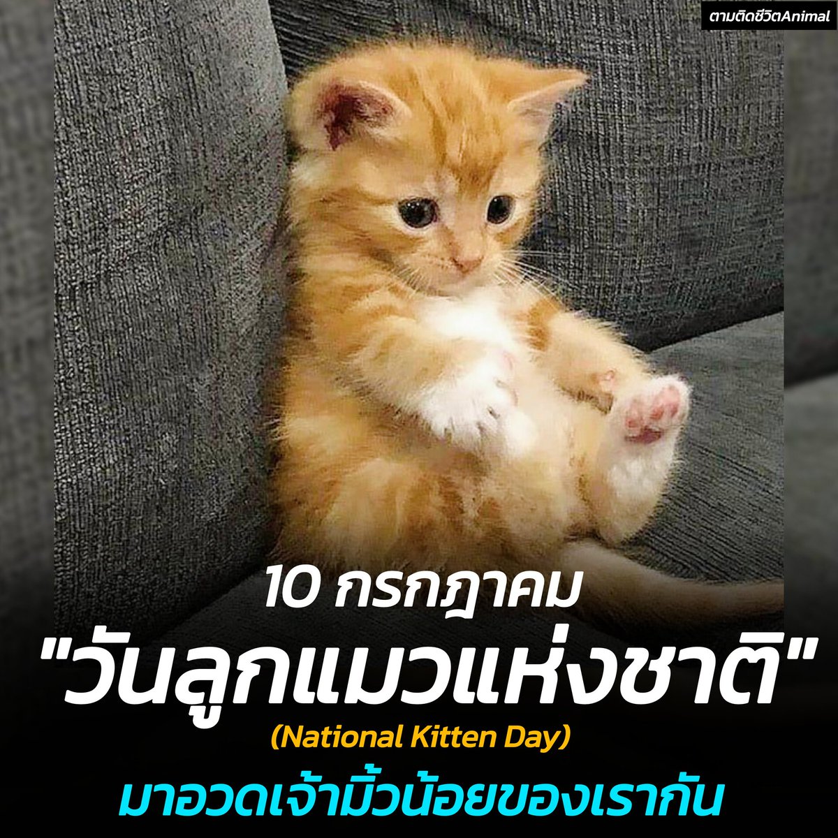 AnimalFW_TH's tweet photo. วันลูกแมวแห่งชาติ National Kitten Day 🐱
มาอวดรูปวัยเด็กของเจ้าเล็กที่บ้านของเรากันฮะ 🥰
อาณาจักรสัตว์โลก มีม&สาระ By ตามติดชีวิตAnimal
วันนี้ 10 กรกฎาคม เป็นวันลูกแมวแห่งชาติ (National Kitten Day) ซึ่งเป็นวันที่จัดขึ้นครั้งแรกในสหรัฐอเมริกาเพื่อส่งเสริมการรับเลี้ยงและดูแลลูกแมว โดยเฉพาะลูกแมวจรทั้งหลาย

วันลูกแมวแห่งชาติมีจุดประสงค์เพื่อให้ผู้คนตระหนักถึงความสำคัญของการดูแลลูกแมวและปัญหาลูกแมวถูกทิ้ง กระตุ้นให้ผู้คนรับลูกแมวไปเลี้ยงดูแล
และให้ความรู้เกี่ยวกับการดูแลลูกแมวอย่างถูกต้อง

แม้ว่าวันลูกแมวแห่งชาติจะเริ่มต้นในสหรัฐอเมริกา แต่ก็มีการเฉลิมฉลองในหลายประเทศทั่วโลก รวมถึงประเทศไทยด้วยนะ

ถึงแมวที่บ้านเราจะตัวโตไปแล้วก็เถอะ แต่พวกเค้ายังเป้นเด็กน้อยในสายตาเราเสมอ มาอวดเจ้าเด็กน้อยตัวนั้นกันฮะ 😹😹😹

เรียบเรียง 🖋️ แอดเพา

#วันลูกแมวแห่งชาติ #แมว #NATIONALKITTENDAY