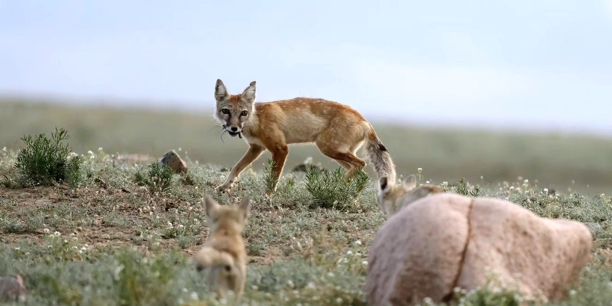ExploreXJ's tweet photo. 🦊🤩Check out these adorable #sandfox cubs spotted on June 10 in the #Gobi Desert near #Tuoli county, #Xinjiang!
🏜️👉Mama fox was busy foraging with her seven playful cubs, who were seen chasing each other on the grass.
#WonderousXinjiang #FantasticAnimalsinXJ @GreenCN2030 https://t.co/ZUgploGoK0