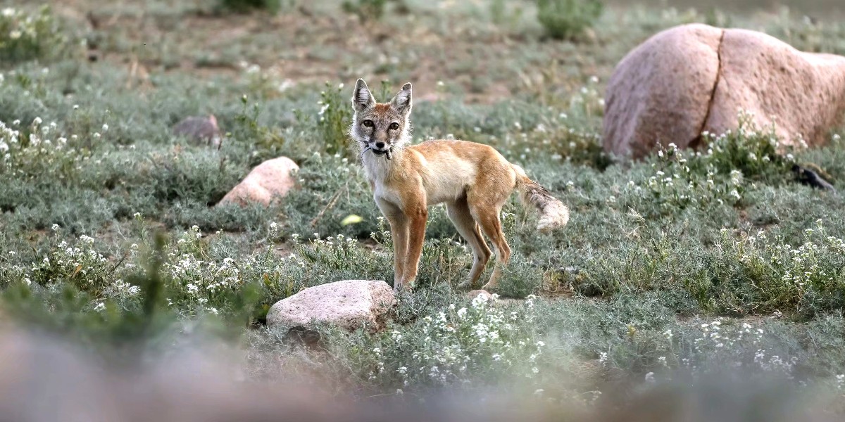 ExploreXJ's tweet photo. 🦊🤩Check out these adorable #sandfox cubs spotted on June 10 in the #Gobi Desert near #Tuoli county, #Xinjiang!
🏜️👉Mama fox was busy foraging with her seven playful cubs, who were seen chasing each other on the grass.
#WonderousXinjiang #FantasticAnimalsinXJ @GreenCN2030 https://t.co/ZUgploGoK0