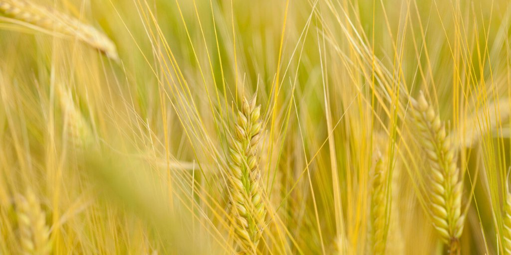 RedoxTweet's tweet photo. Did you know that 71% of wheat samples in Australia were recently found contaminated with the mycotoxin DON?

Full report here: https://t.co/rcGXdvxtme 

#Agriculture #LivestockSafety #Mycotoxins #AnimalHealth #FeedSafety https://t.co/zqTLW9eThj