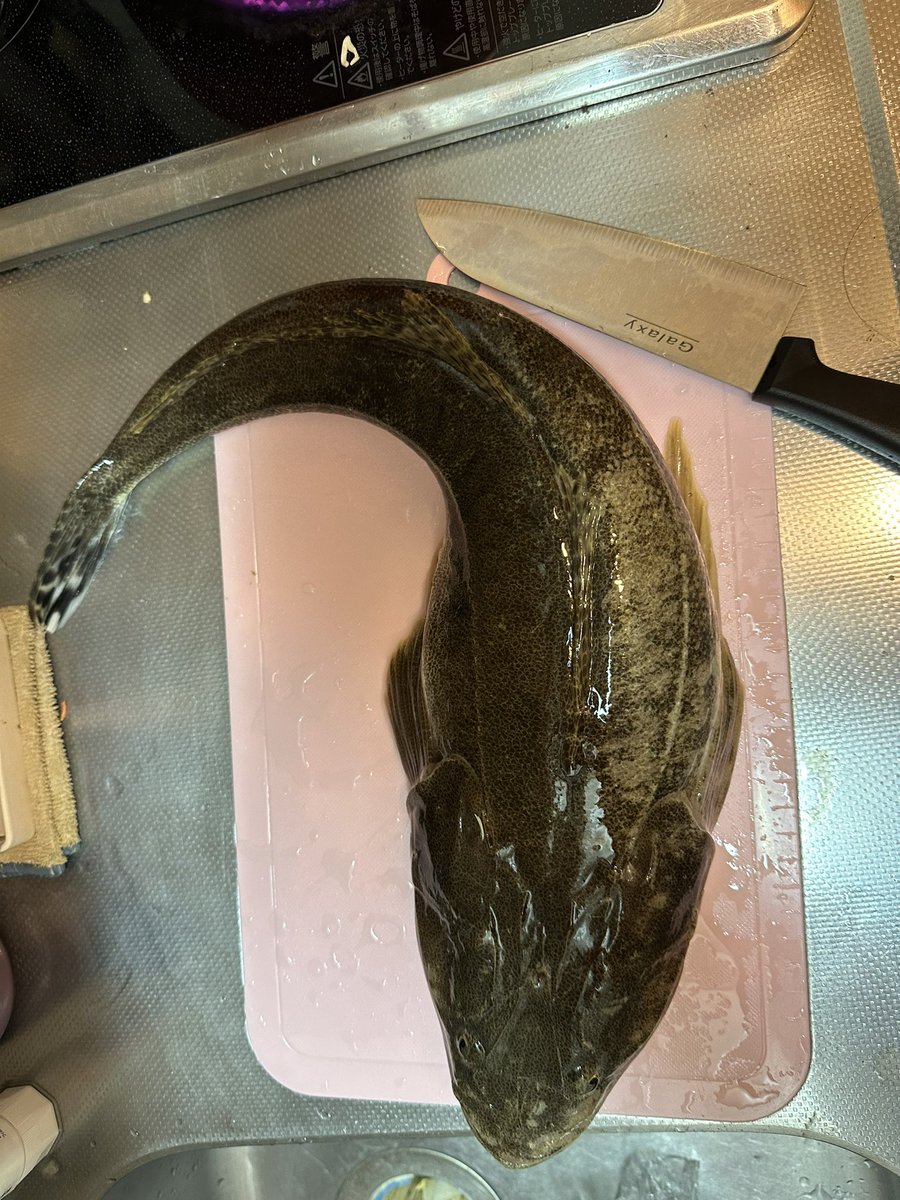 ryopi_CH's tweet photo. マゴチ58cm
対あり https://t.co/G5vcZBO2UL