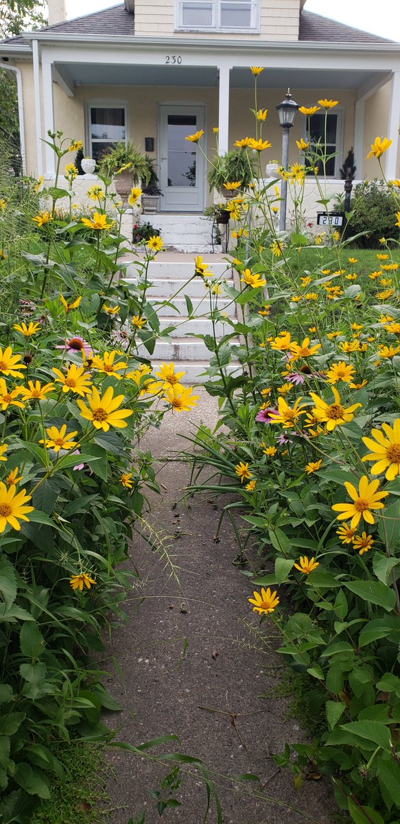 My friend's front walk looks like it could be harboring fae. Do I dare enter? #callingkingoberon