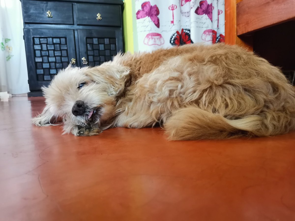 alex_nat's tweet photo. Así duerme alguien que no tiene preocupación ni deudas jaja https://t.co/xv5URyqroP