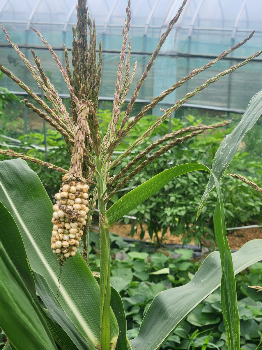 rolling0's tweet image. 강냉이가 수꽃에 달렸다. 왜 이런 현상이 ???