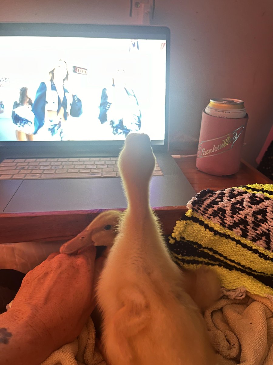 Dan_M75's tweet image. Has anyone seen a #TourDuck in the #CouchPeloton before? #AskSBSTdF