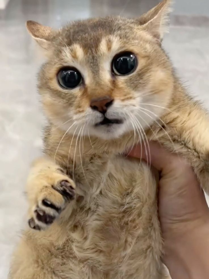 chizuboru tweet media