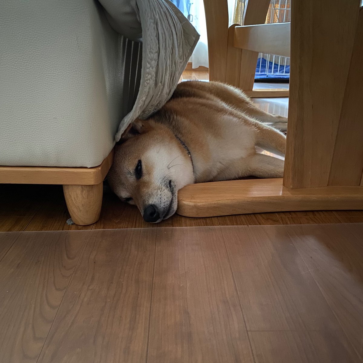 ShibainuKAIkun's tweet photo. 山から帰ってきて2日間寝てます🐕😴😆

#柴犬 #動物好き #散歩 #犬のいる暮らし #睡眠 #狗 #shibainu #dog #doglovers #dogwalking #sleep https://t.co/Y6yyqJtCDM