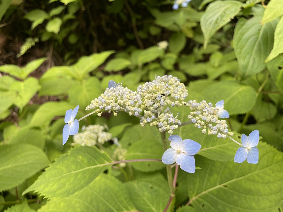 black_garlick's tweet photo. ⛰️山に咲く花々⛰️
山菜を採りに行く山には、今頃このような花が咲きます。
特に今時期の山アジサイがとても綺麗です。
良い空気を吸い、鳥の囀りを聞いて、天然水も飲めて、お山の恵みもいただき、お花まで鑑賞できるなんて贅沢ですよね。
これだから山に行くのはやめられません。
#弘前市 #白神山地 https://t.co/zM5XdoJPo6