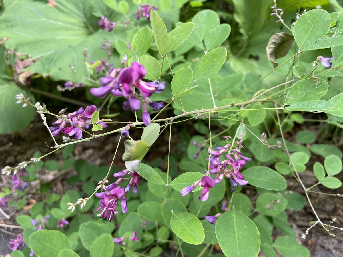 black_garlick's tweet photo. ⛰️山に咲く花々⛰️
山菜を採りに行く山には、今頃このような花が咲きます。
特に今時期の山アジサイがとても綺麗です。
良い空気を吸い、鳥の囀りを聞いて、天然水も飲めて、お山の恵みもいただき、お花まで鑑賞できるなんて贅沢ですよね。
これだから山に行くのはやめられません。
#弘前市 #白神山地 https://t.co/zM5XdoJPo6