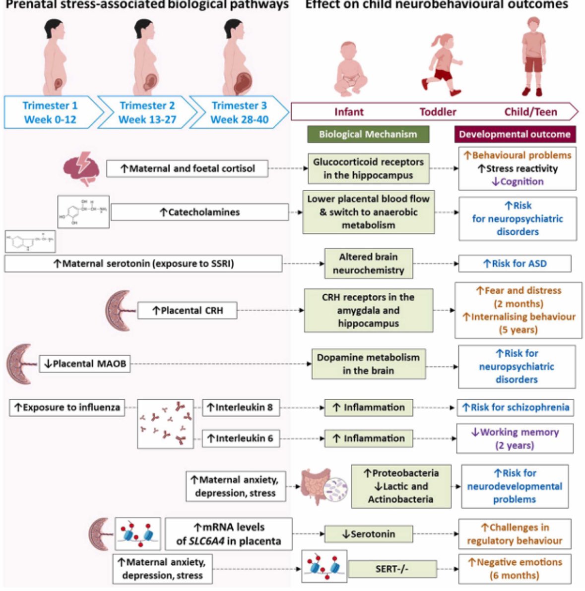 John F. Cryan (@jfcryan) on Twitter photo Prenatal Stress Impacts Foetal Neurodevelopment: Temporal Windows of Gestational Vulnerability
Congrats <a href="/somahony1/">Dr Siobhain M. O'Mahony</a> <a href="/JCollinsNeuro/">James Collins, PhD</a> & all- Great to see this out Prenatal Stress Impacts Foetal Neurodevelopment: Temporal Windows of Gestational Vulnerability
Congrats <a href="/somahony1/">Dr Siobhain M. O'Mahony</a> <a href="/JCollinsNeuro/">James Collins, PhD</a> & all- Great to see this out