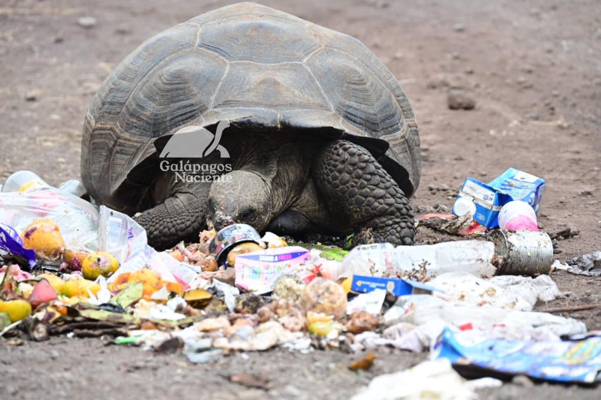 jgonzalezrizo29's tweet photo. Esto también es #Galapagos

Muchos habitantes arrojan basura al aérea protegida y calles
La ministra del Ambiente es galapagueña,asambleístas, Ministro Pdte.CGREG, pero a nadie le importa

Hay perros en las calles q atacan a las tortugas🐢🐢🐢🐢
⁦@Ambiente_Ec⁩ ⁦ https://t.co/XV62OSPtge