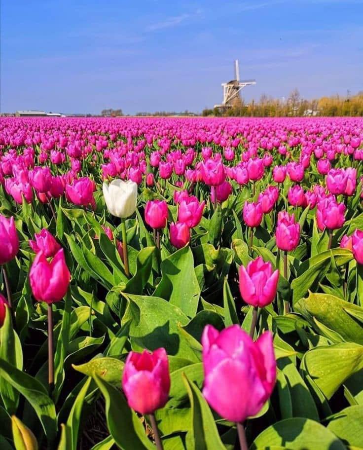 و ما الحرّية في النهاية سوى حقّك في أن تكونَ مختلفاً .