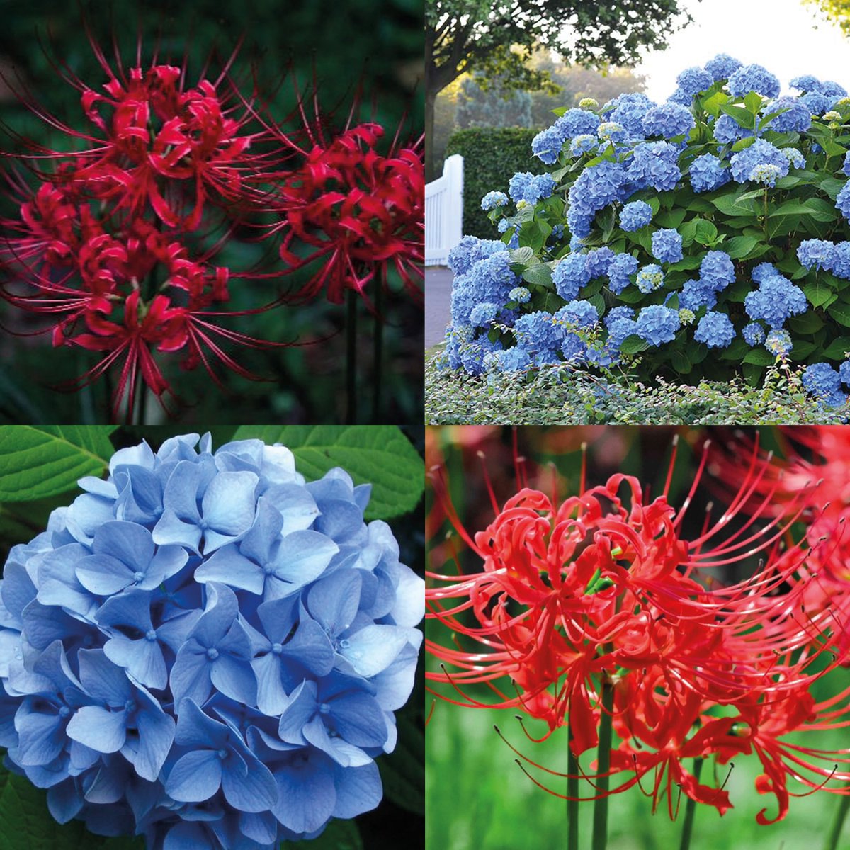 NeneSleepyHead's tweet photo. Finally I remembered to post these art with extra lore of my mc the third pic is her flowers and Ais flower (her love interest in game) in a moodboard
#touchstarvedgame #redspringstudio https://t.co/N2urAAMf7y