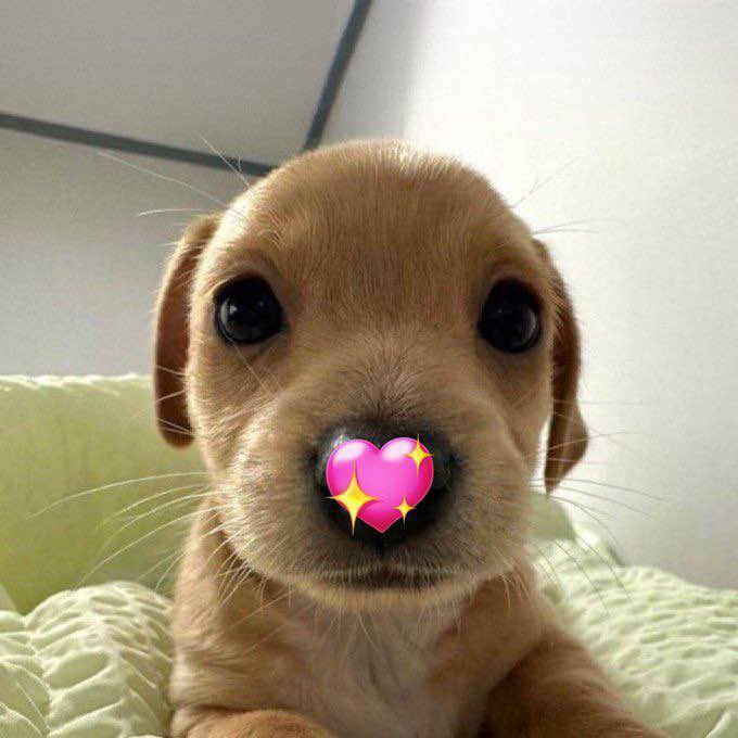 _BillyBSC's tweet photo. " $Billy 's heart beats for the community!"Together, with love from $Billy, we’re unstoppable! Let’s reach Billyions and beyond! 🐶
@BNBCHAIN @binance #meme #BNB https://t.co/WKGfjMjVje