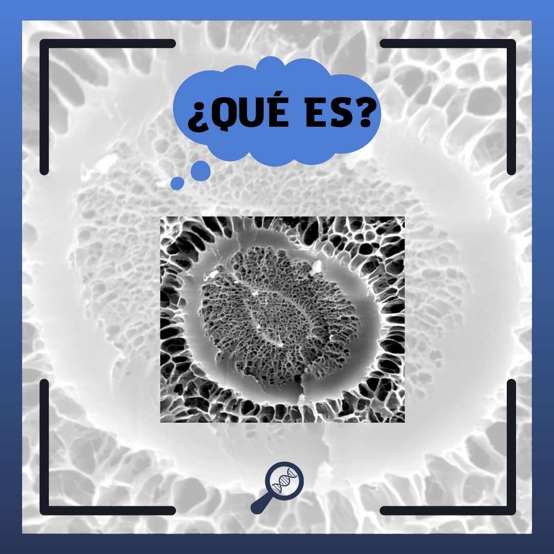 Aquí tenéis una imagen , ¿quién sabe qué es? Esta noche desvelamos la respuesta😱