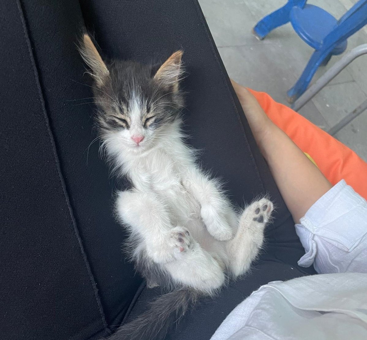 esokeee2's tweet photo. Tatlı bir şekerleme 💤 https://t.co/E0RdkdMFav