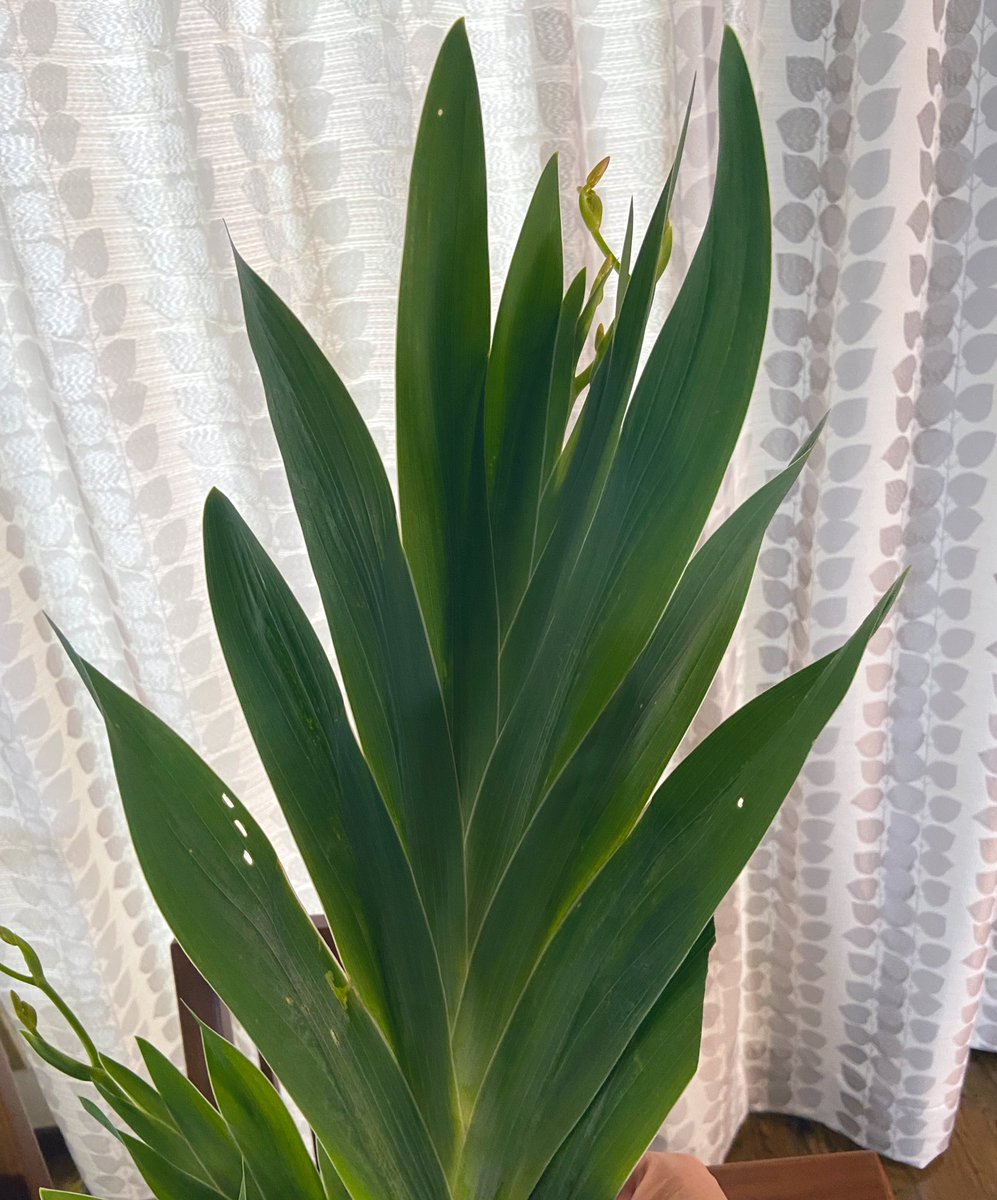 ヒオウギ（檜扇）という花を見つけて買ってみたんだけど本当に平安時代の姫様の扇みたい。
花が咲くのが楽しみ。