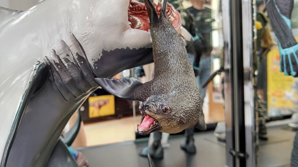 HobbyLobbyTokyo's tweet photo. \サンプル到着&amp;発売日決定/
[海洋堂直営店限定]
ホホジロザメ　¥55,000税込
7月12日発売

「頂点捕食者」「白い死神」ホホジロザメ！
サンプル展示しました。 https://t.co/a4KLLVFHQ9