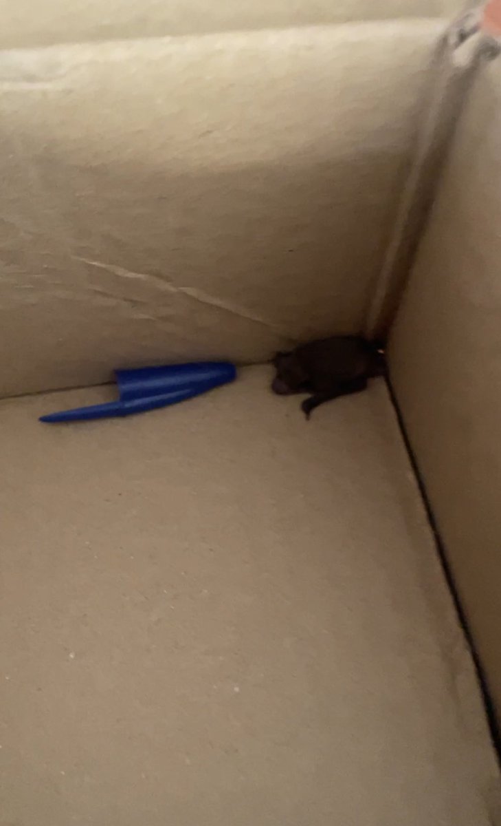 NicoCoreTop's tweet photo. NO OS VAIS A CREER LO QUE HE RESCATADO HOY

se llama Batman.

En la foto parece grande pero mide lo mismo que una uña. https://t.co/J3LTXDHCoQ
