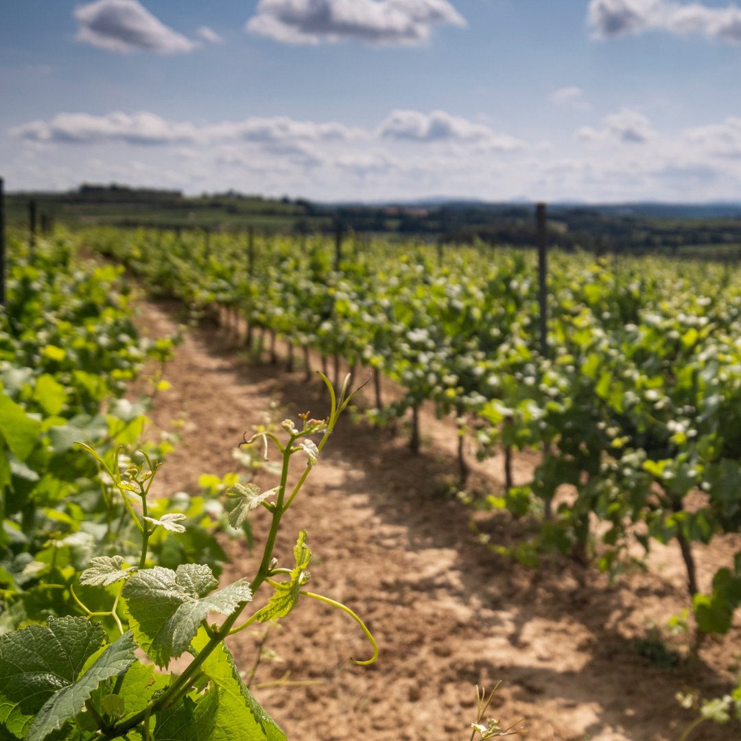 juveycamps's tweet photo. Gracias al sol, las uvas desarrollan pieles más gruesas, con mejores niveles de taninos que dan color y suavidad a las diferentes variedades.☀️
#JuvéyCamps #JuvéStories #Espiells #Viñedo #Viticultura #Penedès https://t.co/nSWGRHfAo8
