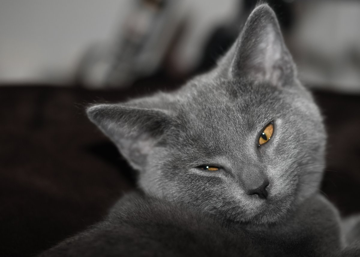 boturitter's tweet photo. 04:14 Surprise Cat
"Me, when I'm trying to be cute for my crush, but I accidentally wink with both eyes." #cats #kittens #cute #funny #lol #catsofTwitter #winkingcat https://t.co/0GUoz9CYLl