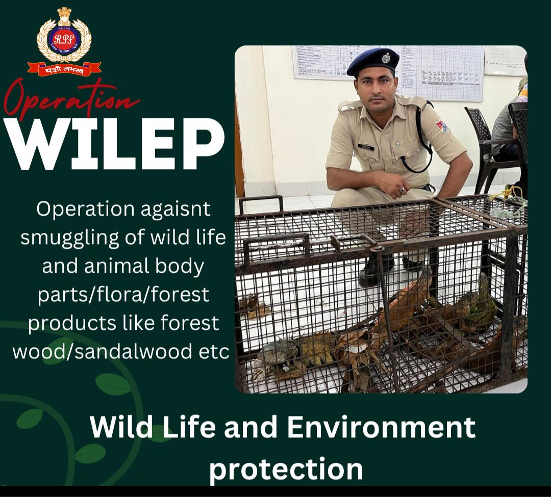 RPF_INDIA's tweet photo. Every life counts!
#RPF Howrah Central saved 5 endangered iguanas (lizards)  from illegal #WildlifeTrade and safely handed them over to the Forest Department. 

Now, they are safe and sound at Garchumuk Zoo.  
#OperationWilep #WildlifeSafety #NatureConservation @ErRpf https://t.co/YsAbECbAbX