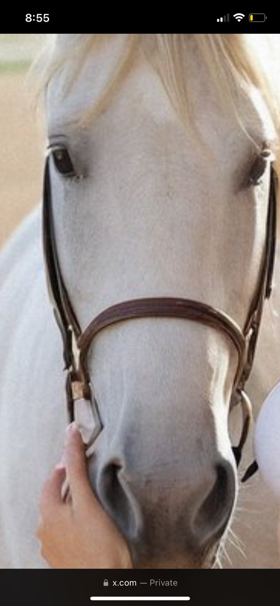 AnnaJamesSpirit's tweet image. Bless #Snowfire