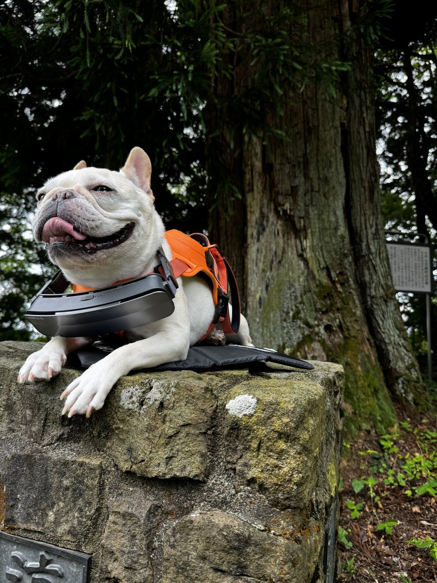 BiztheFrenchie's tweet image. #torras #frenchbulldog