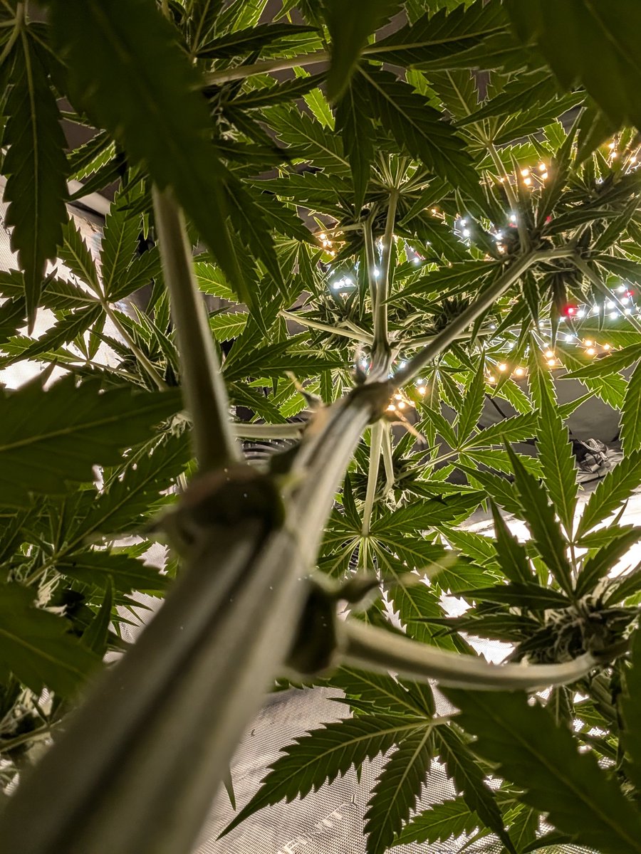 OneEyedGrower's tweet photo. Just a little #UpStem 🤣 I showed you mine now lets see yours  #WeedLovers #hightimes #cannabis #growmyown #lotusgrow #acinfinityinc #growyourown #tikimadman #fastbuds https://t.co/Y0ORn4EhKr
