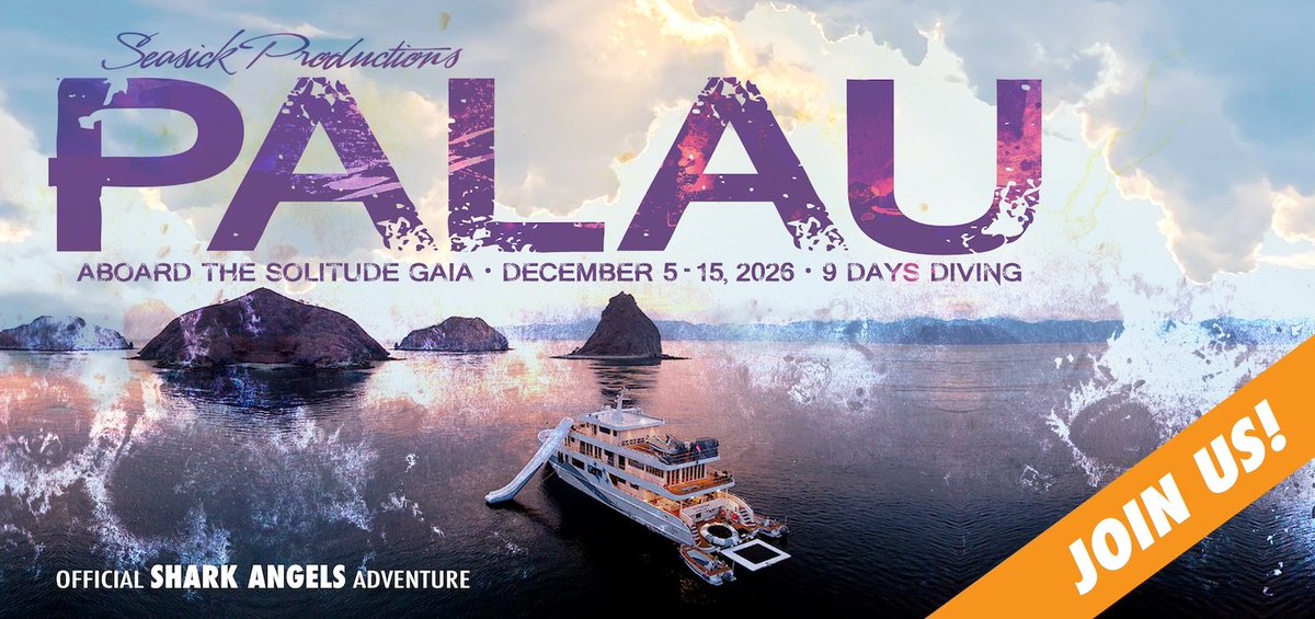 sharkangels's tweet image. Palau 2026. Join us for this incredible diving experience. seasickproductions.com/palau-12526