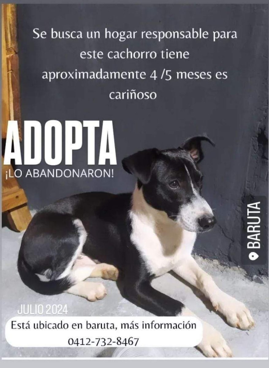 PerroUsuario's tweet photo. Buscando una familia para toda la vida, Baruta https://t.co/VjQSbOagjv
