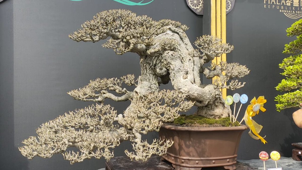 reni_rio's tweet photo. Bonsai Waru &amp; Juga Sianci Berhasil mematahkan anggapan Kalau Bonsai itu Harus Memiliki dan Menonjolkan AKAR Keliling..
Buktinya Sianci Ini Menjadi Juara Bahkan Bonsai Waru the winner di Pameran Bonsai Internasional.
Untuk videonya bisa ditonton full 
https://t.co/GNIY0ljsNl https://t.co/L9c7hvriAB