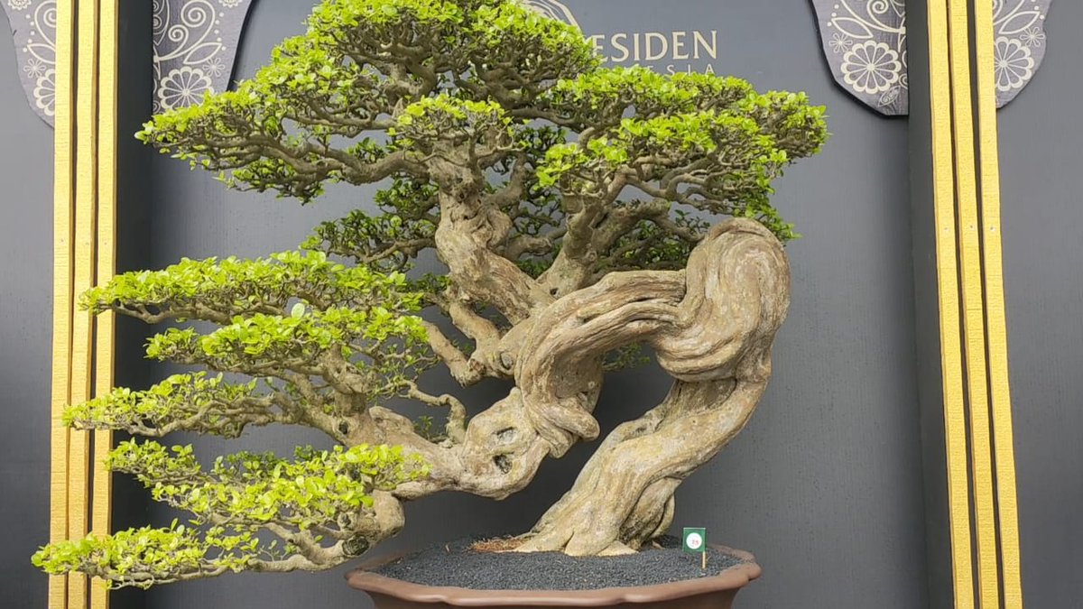 reni_rio's tweet photo. Bonsai Waru &amp; Juga Sianci Berhasil mematahkan anggapan Kalau Bonsai itu Harus Memiliki dan Menonjolkan AKAR Keliling..
Buktinya Sianci Ini Menjadi Juara Bahkan Bonsai Waru the winner di Pameran Bonsai Internasional.
Untuk videonya bisa ditonton full 
https://t.co/GNIY0ljsNl https://t.co/L9c7hvriAB