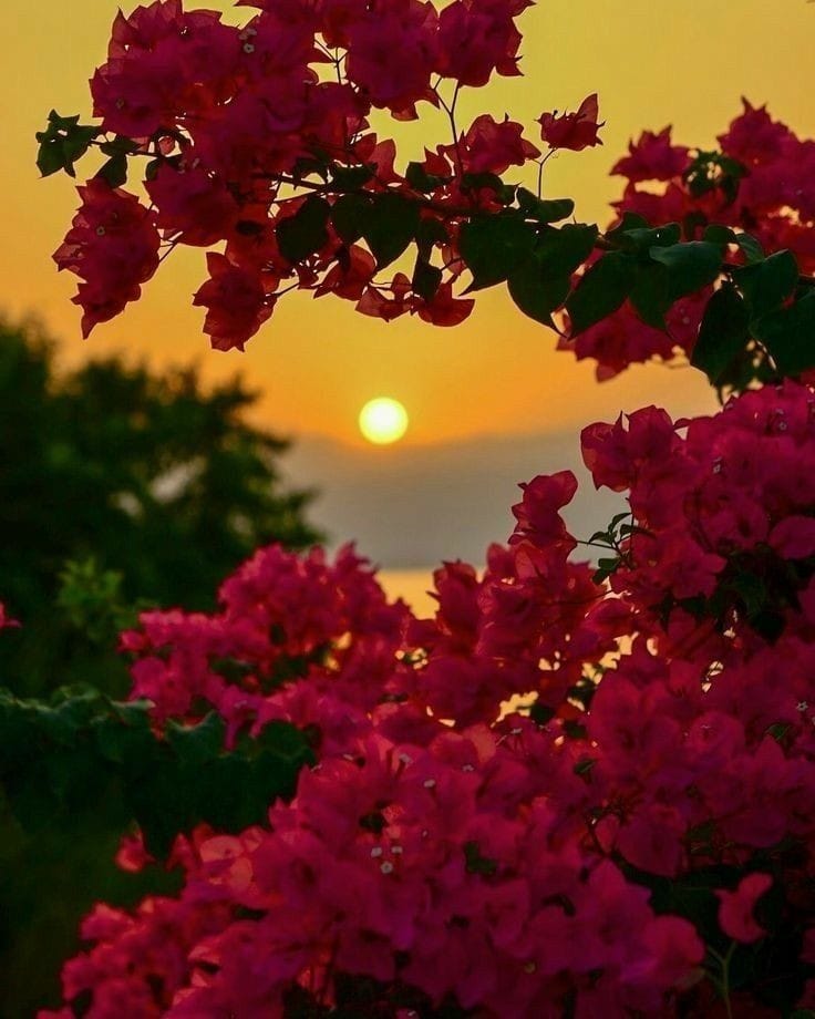 نحن مصنوعون من الفناء ولا ندرك الأشياء إلا في لحظة فنائها نشعر بثروتنا حينما تفر من يدنا ونشعر بصحتنا حينما نخسرها ونشعر بحبنا حينما نفقده

صباح الخير