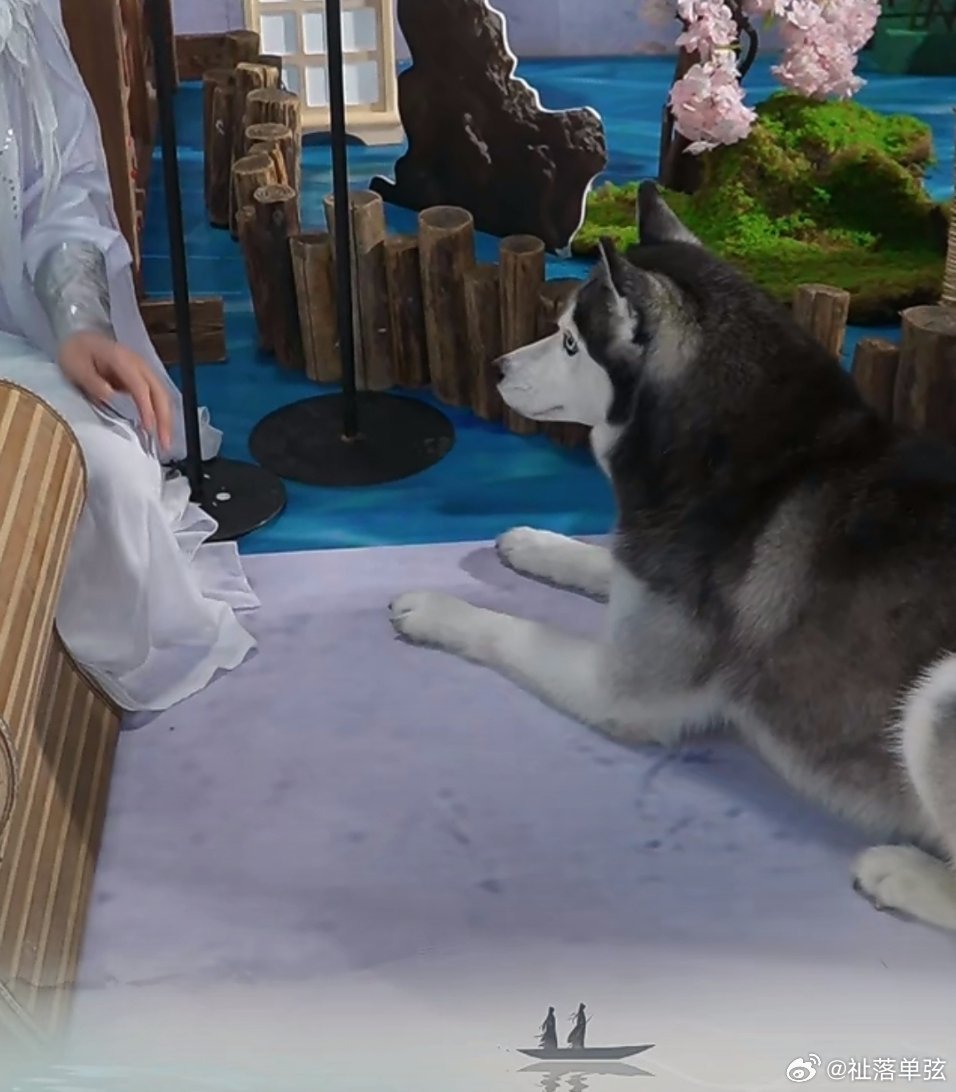 hourly_ranwan's tweet photo. BTW THEY ARE DOING LIVE RN IN DOUYIN AND THEY BROUGHT RANWAN COSPLAY AND REAL WHITE CAT AND HUSKY AHAHAHHAH SO EXTRAA😭 https://t.co/A77liwpO2H