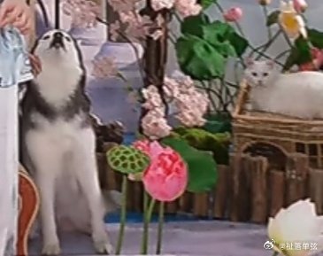 BTW THEY ARE DOING LIVE RN IN DOUYIN AND THEY BROUGHT RANWAN COSPLAY AND REAL WHITE CAT AND HUSKY AHAHAHHAH SO EXTRAA😭