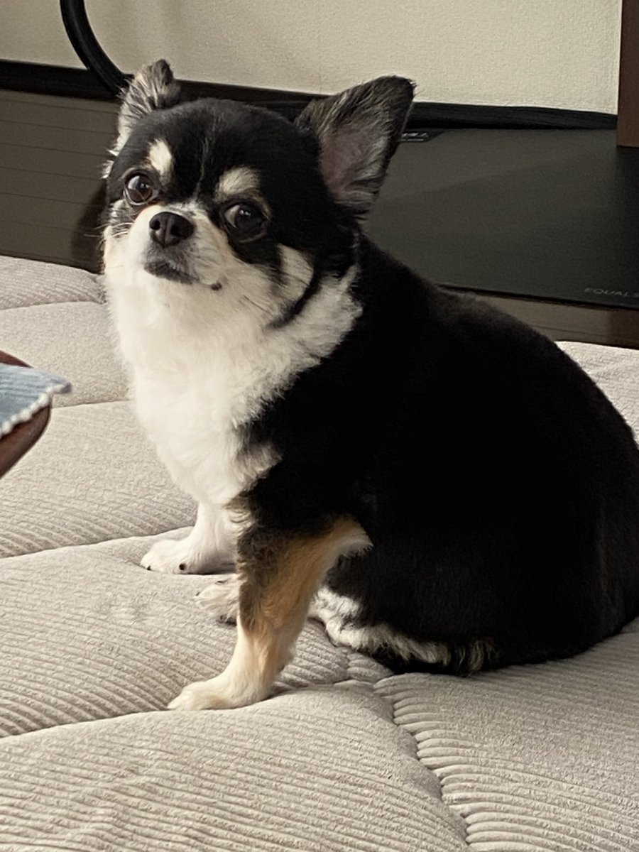 aiTIMEs's tweet photo. なーにー？？
用事？？

#チワワ
#チワワ党
#犬のいる暮らし https://t.co/v2pxVbIvCk