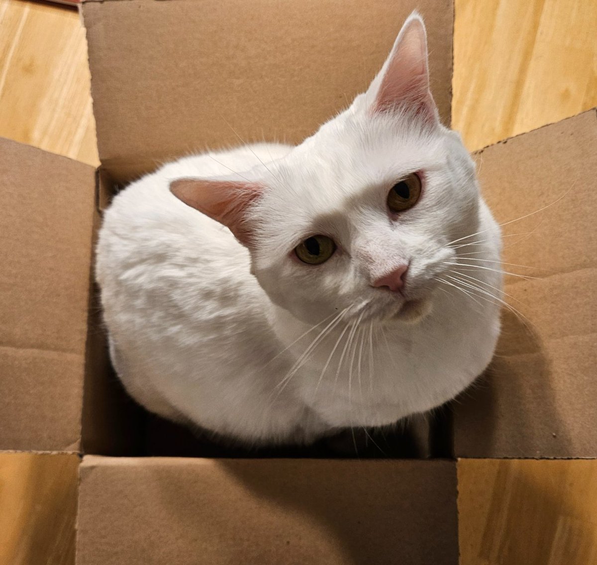 SandyDGreen's tweet photo. Sukey wants to mail herself somewhere, I think. 

#cats #whitecats #rescuecats #ifitfits https://t.co/vH8aSuIEz0