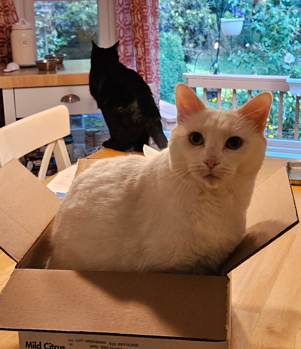 SandyDGreen's tweet photo. Sukey wants to mail herself somewhere, I think. 

#cats #whitecats #rescuecats #ifitfits https://t.co/vH8aSuIEz0